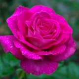 Rose Mornington Rose Rose Mornington Rose