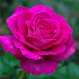 Rose Mornington Rose Rosfmor - Garden Express Australia