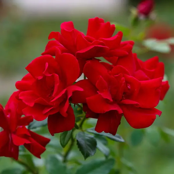 Rose Moulin Rouge Rose Moulin Rouge
