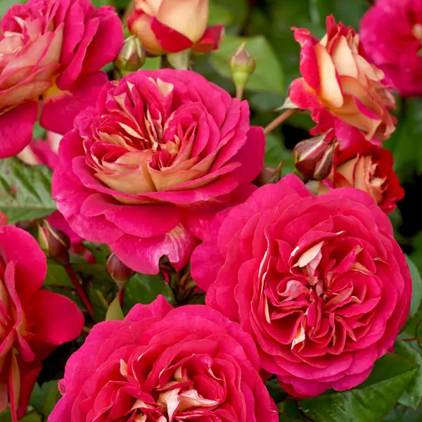 Rose No Surrender Rose No Surrender
