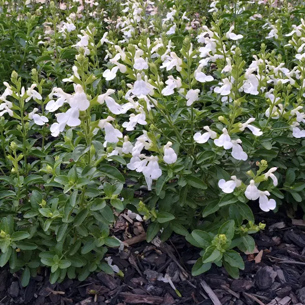Salvia Mirage White Salvia Mirage White