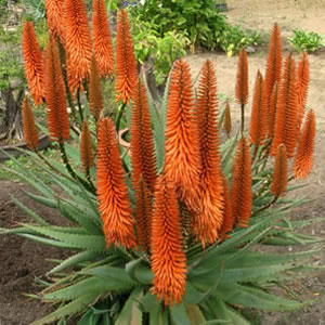 Aloe Eager Beaver 100mm Pot Aloe Eager Beaver 100mm Pot