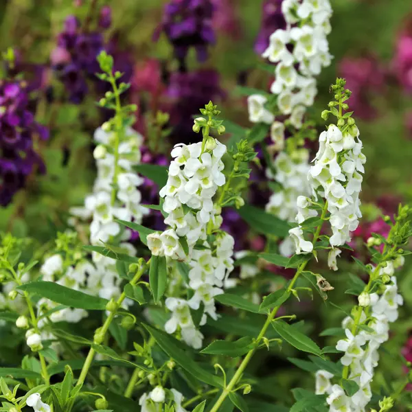 Angelonia Angelos White Angelonia Angelos White