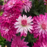 Argyranthemum Colossus Raspberry Ice Argyranthemum Colossus Raspberry Ice