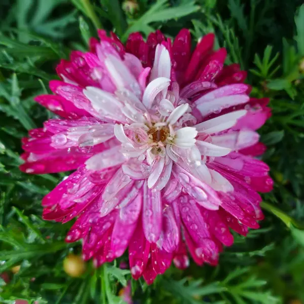 Argyranthemum Colossus Raspberry Ice Argyranthemum Colossus Raspberry Ice