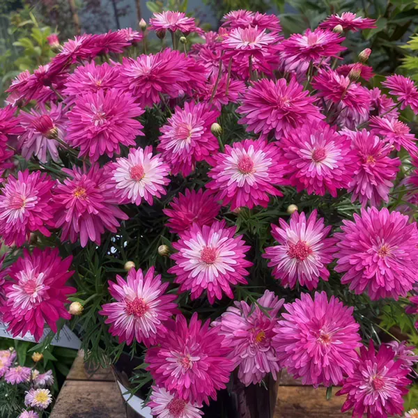 Argyranthemum Colossus Raspberry Ice Argyranthemum Colossus Raspberry Ice