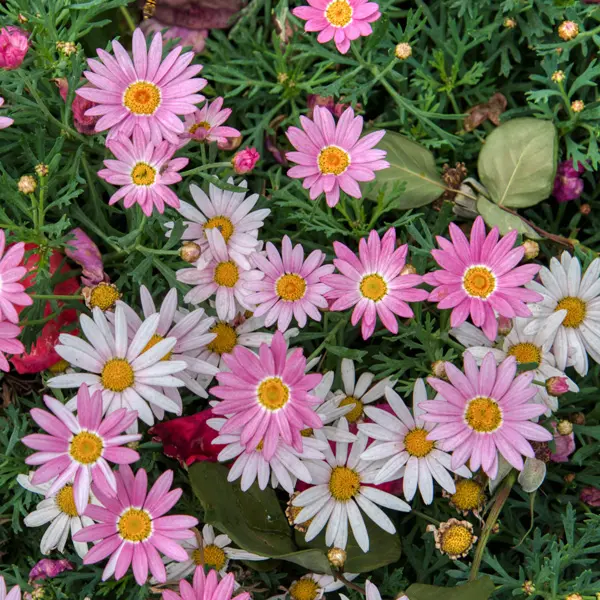 Argyranthemum Comet Pink Shades Argyranthemum Comet Pink Shades