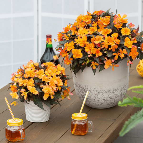 Begonia Bacio Orange Begonia Bacio Orange