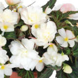 Begonia Bacio White Begonia Bacio White