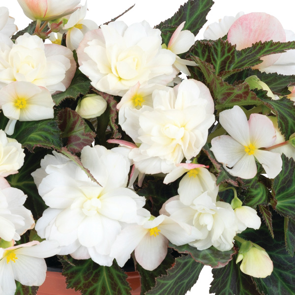 Begonia Bacio White Begonia Bacio White