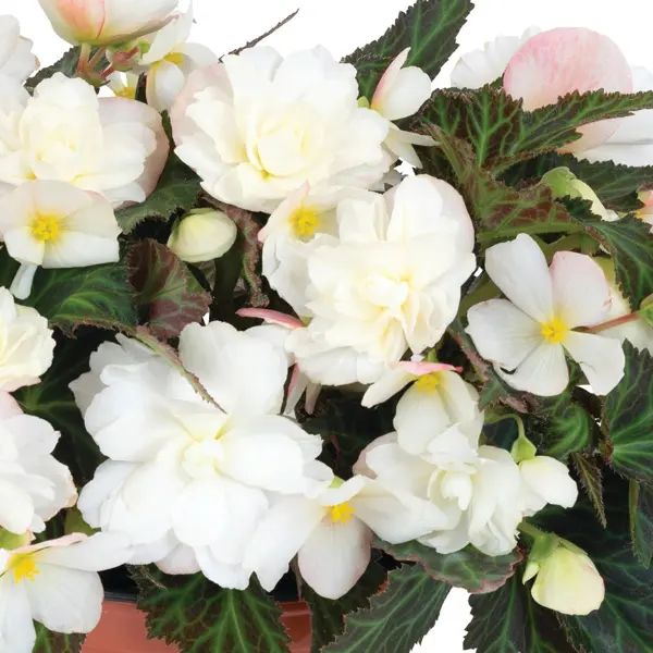 Begonia Bacio White Begonia Bacio White