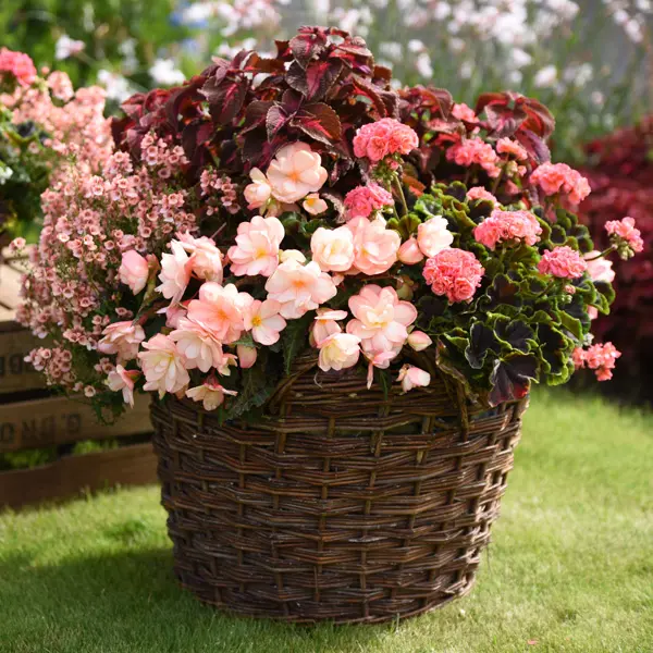 Begonia Miss Montreal Begonia Miss Montreal