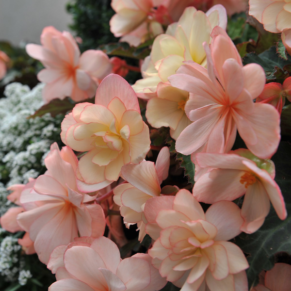 Begonia Miss Montreal Begonia Miss Montreal
