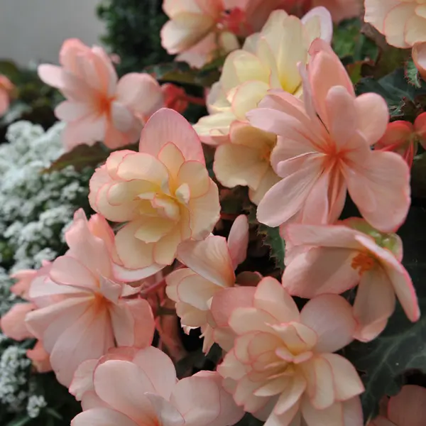 Begonia Miss Montreal Begonia Miss Montreal