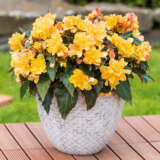 Begonia Portofino Citrix Begonia Portofino Citrix