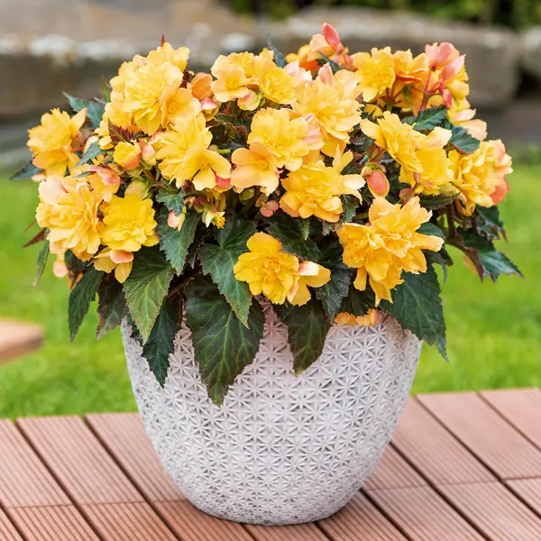 Begonia Portofino Citrix Begonia Portofino Citrix