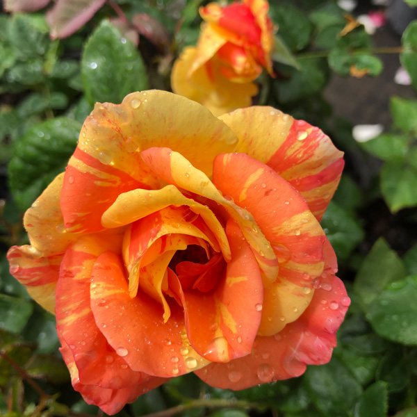 Brindabella Rose Delta Tiger Brindabella Rose Delta Tiger