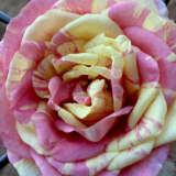 Brindabella Rose Pastel Tiger Brindabella Rose Pastel Tiger