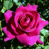 Brindabella Rose Pride Rosbpri - Garden Express Australia