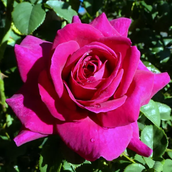 Brindabella Rose Pride Brindabella Rose Pride