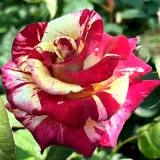 Brindabella Rose Prime Tiger Rosbprt - Garden Express Australia