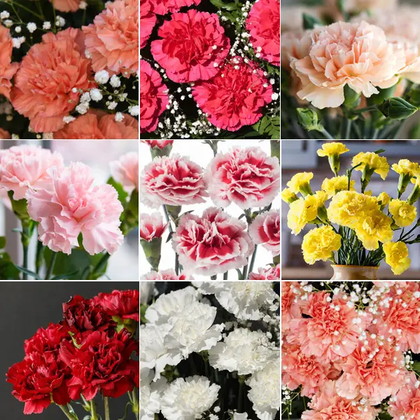 Carnation Lucky Dip Collection Carnation Lucky Dip Collection