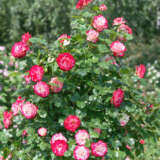 Climbing Rose Double Delight Climbing Rose Double Delight