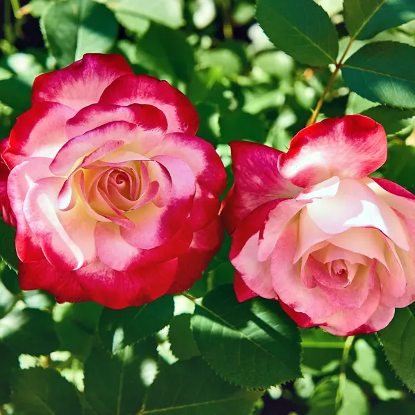 Climbing Rose Double Delight Climbing Rose Double Delight