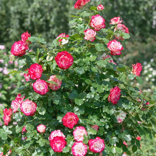 Climbing Rose Double Delight Climbing Rose Double Delight