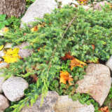 Conifer Shore Juniper Lpoconshj - Garden Express Australia