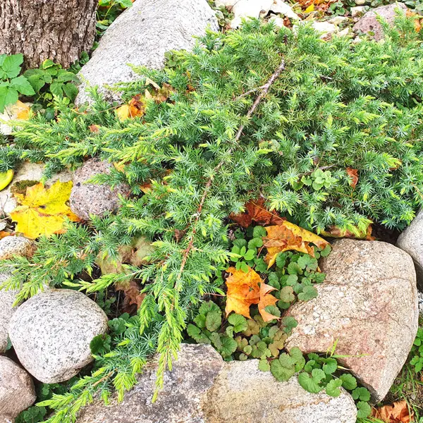 Conifer Shore Juniper Conifer Shore Juniper
