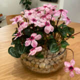 Cyclamen Illusia