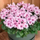 Cyclamen Illusia 140mm Cyclamen Illusia 140mm