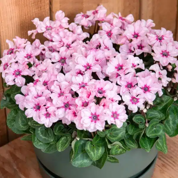 Cyclamen Illusia 140mm Cyclamen Illusia 140mm