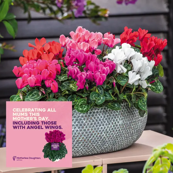 Cyclamen Mothers Halo Macro Lucky Dip Collection Cyclamen Mothers Halo Macro Lucky Dip Collection