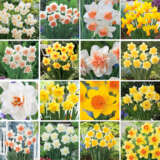 Daffodil Lucky Dip Collection 2025 Coldafldi - Garden Express Australia