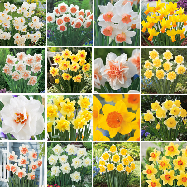 Daffodil Lucky Dip Collection Daffodil Lucky Dip Collection