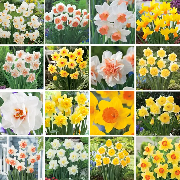 Daffodil Lucky Dip Collection Daffodil Lucky Dip Collection