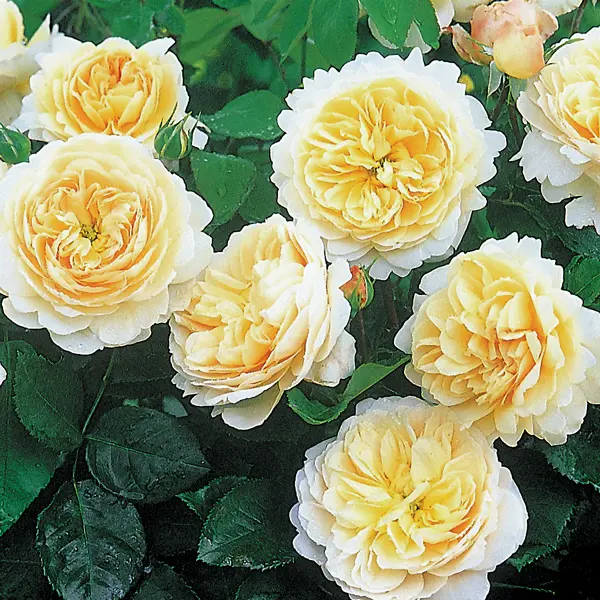 David Austin Rose Crocus Rose (Pbr) David Austin Rose Crocus Rose (Pbr)