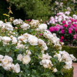 David Austin Rose William And Catherine David Austin Rose William And Catherine