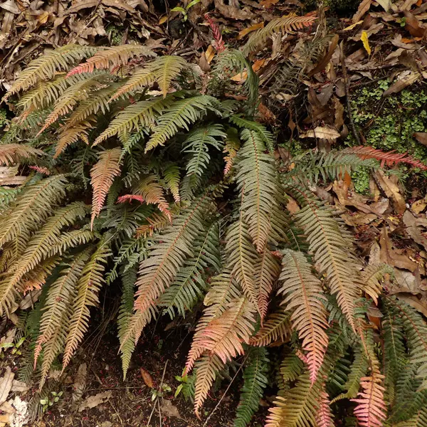 Doodia Rasp Fern Doodia Rasp Fern