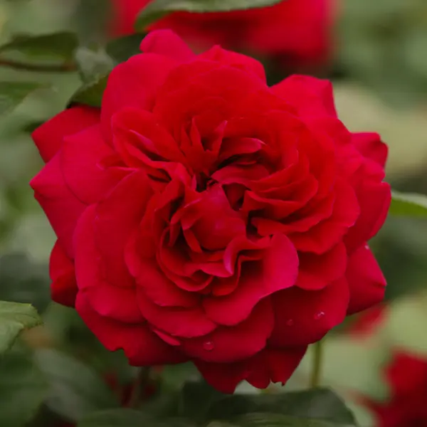 English Climbing Rose Tess Of Durbervilles (Pbr) English Climbing Rose Tess Of Durbervilles (Pbr)