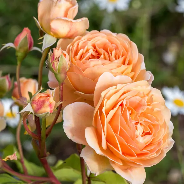 English Shrub Rose Charles Austin English Shrub Rose Charles Austin