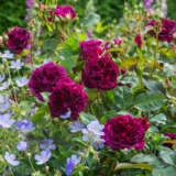 David Austin English Rose Bold Collection- 3 Roses David Austin English Rose Bold Collection- 3 Roses