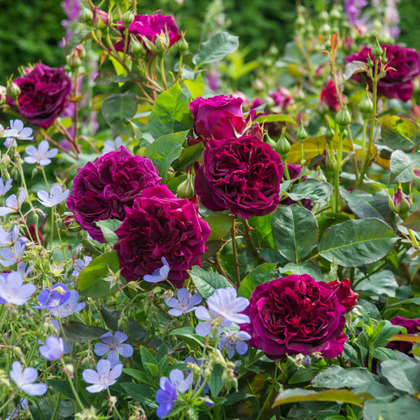 David Austin English Rose Bold Collection- 3 Roses David Austin English Rose Bold Collection- 3 Roses