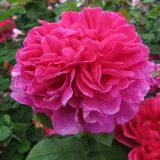 English Shrub Rose Sophys Rose (Pbr) English Shrub Rose Sophys Rose (Pbr)