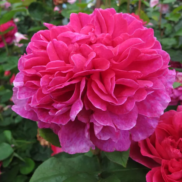 English Shrub Rose Sophys Rose (Pbr) English Shrub Rose Sophys Rose (Pbr)