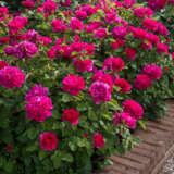 English Shrub Rose Sophys Rose - Garden Express Australia