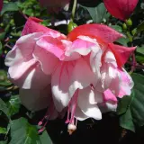 Fuchsia Double Basket Collection 4 Fuchsia Double Basket Collection 4