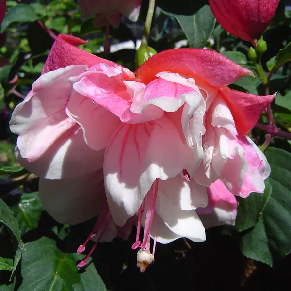 Fuchsia Double Basket Collection 4 Fuchsia Double Basket Collection 4